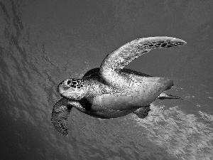 turtle, Ocean