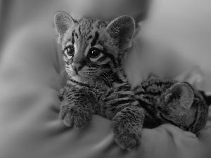 Little, ocelot