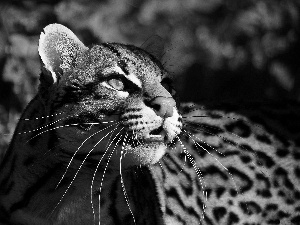 The look, Beatyfull, ocelot