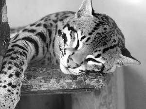 sleepy, ocelot