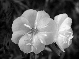 Oenothera albicaulis