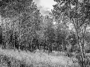 autumn, grass, rays of the Sun, birch