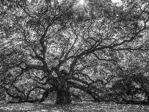 spreading, oak, rays of the Sun, trees