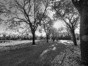 autumn, alley, rays of the Sun, Park