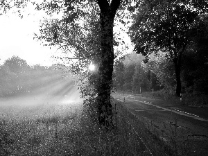 rays of the Sun, Meadow, trees, viewes, Way