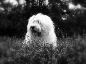 heathers, Head, Old English Sheepdog