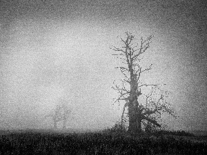 Rogalin, Fog, Old Photo, oaks