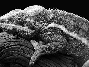 Panther Chameleon, Lod on the beach