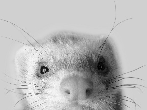 ferret