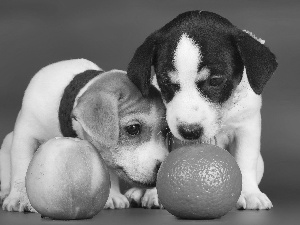 Dogs, Apple, orange, Puppies