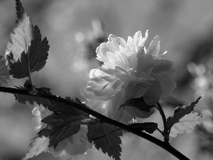 Orange, Flowers, flower, Bush, twig