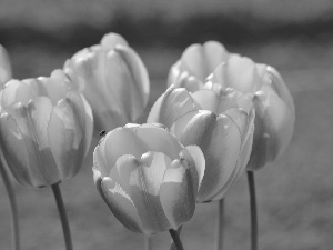 orange Yellow, Tulips