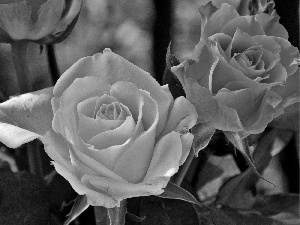 Orange, roses, White