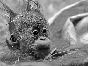 young, orangutan