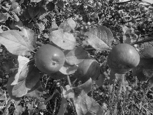 orchard, juicy, apples