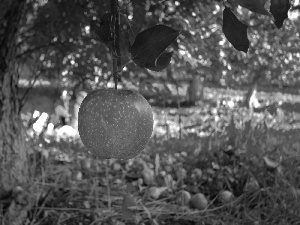 apples, orchard