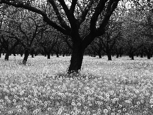 orchard, dandelions, trees, viewes, Meadow