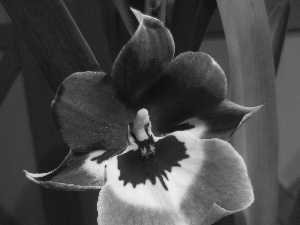 orchid