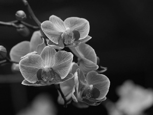 orchid, Pink, Flowers