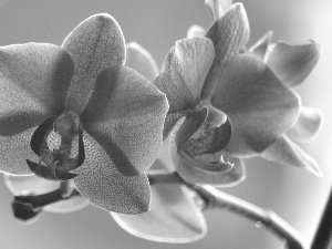 twig, orchid