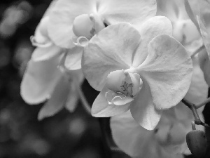 orchid, orchid, White