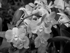 Blue, orchids
