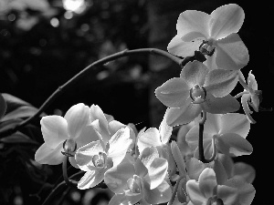 Flowers, orchids