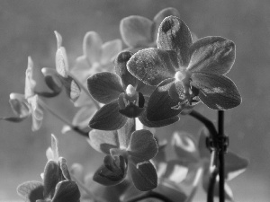 orchids, beatyfull, Pink