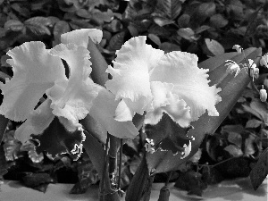 White, orchids