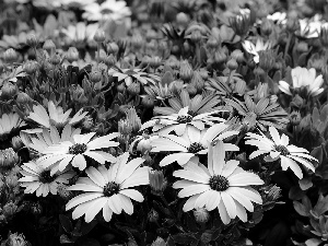 purple, Osteospermum, African Daisies, Flowers