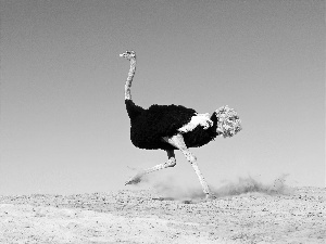 ostrich, Sand