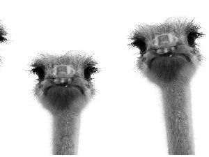 ostriches, Three, head