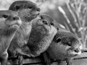 four, otters