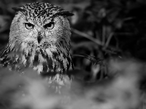 owl, eagle-owl