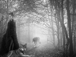 owl, Fog, forest, wolves, Women