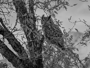 trees, owl, Great Horned Owl