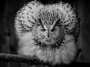 eagle-owl, Bird, owl