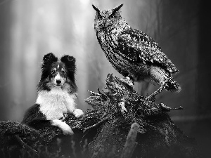 dog, Eurasian Eagle-Owl, root, owl