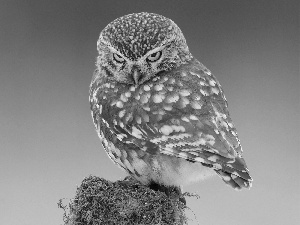 Little Owl, small, owl