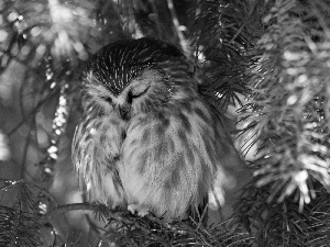 trees, the sleeping, owl