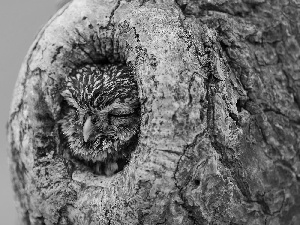 owl, hollow, trees