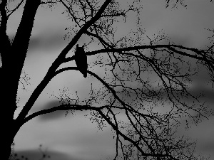 west, trees, owl, sun