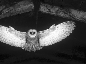 owl, stretched, wings