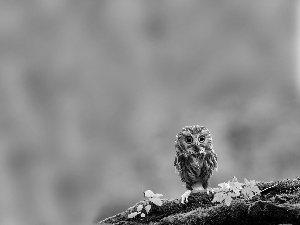 young, owl