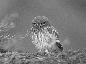 owl, Little Owl