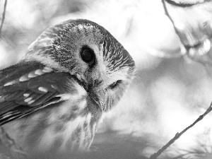 owl