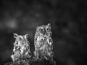 Owls, Two, Funny