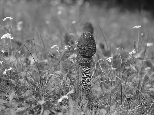 Owls, grass, Cana, mushrooms, young