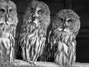 Three, owls of moss
