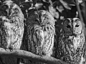 Owls, branch, Three